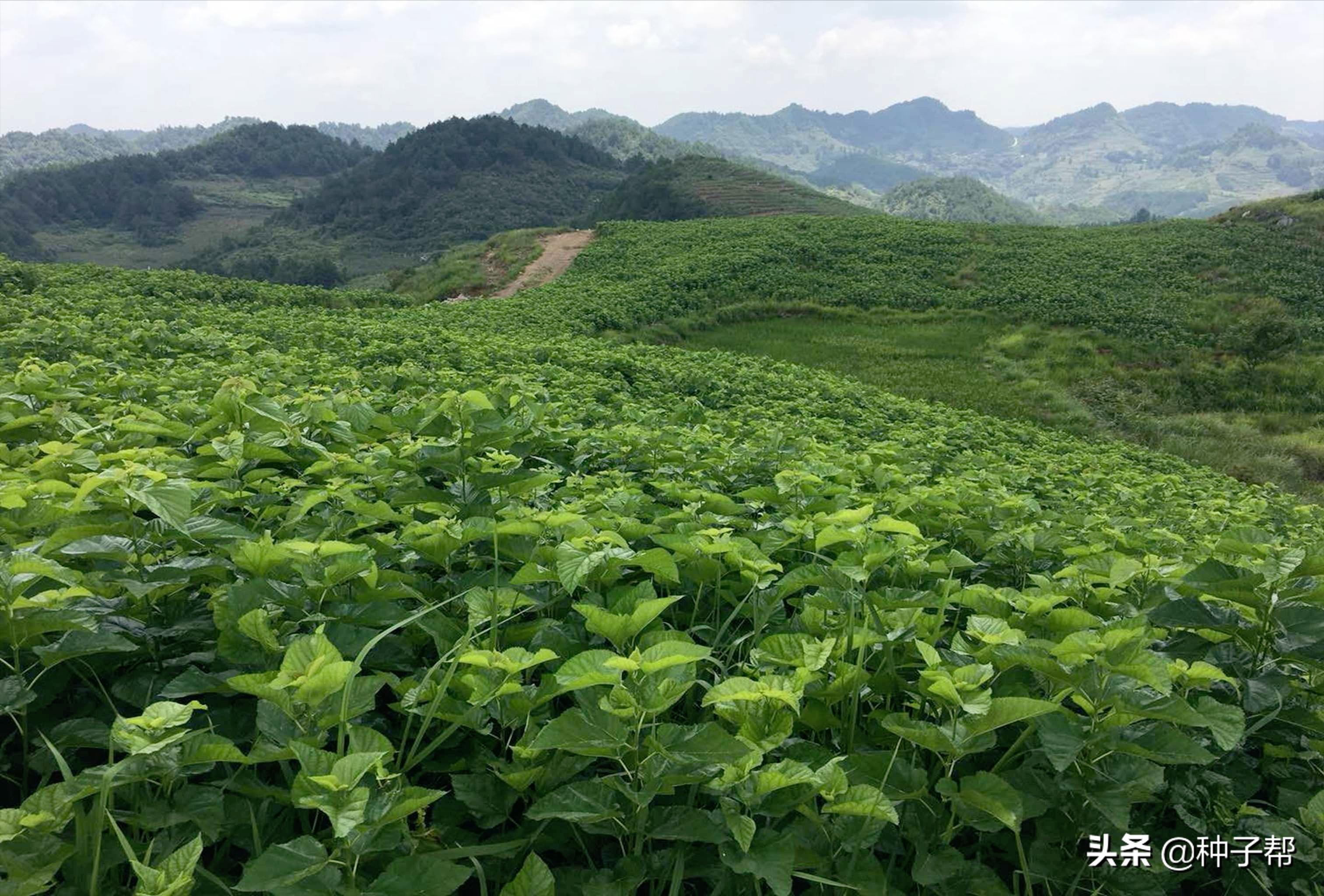 蛋白桑栽培一亩多少棵,蛋白桑骗局