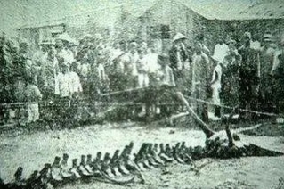 中国历史神话当中一共有多少种龙,中国神话中的龙是怎么繁衍的