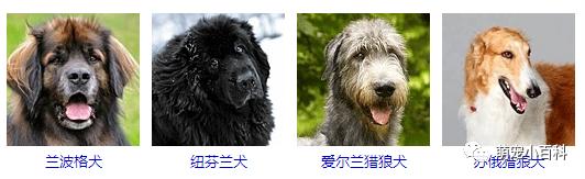 狗狗品种分类大全,狗狗品种鉴定