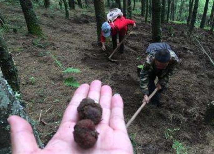 被称“煤球”，长得又丑又难闻，却为世界3大珍馐，一斤卖到600元