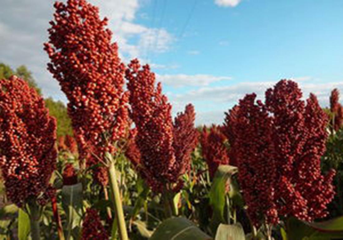 高粱高产高效栽培技术有哪些,高粱的种植田间管理和病虫害防治