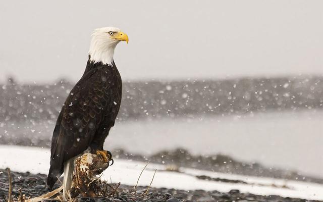 鹰真的有拔喙重生吗,鹰的重生真的有科学依据吗