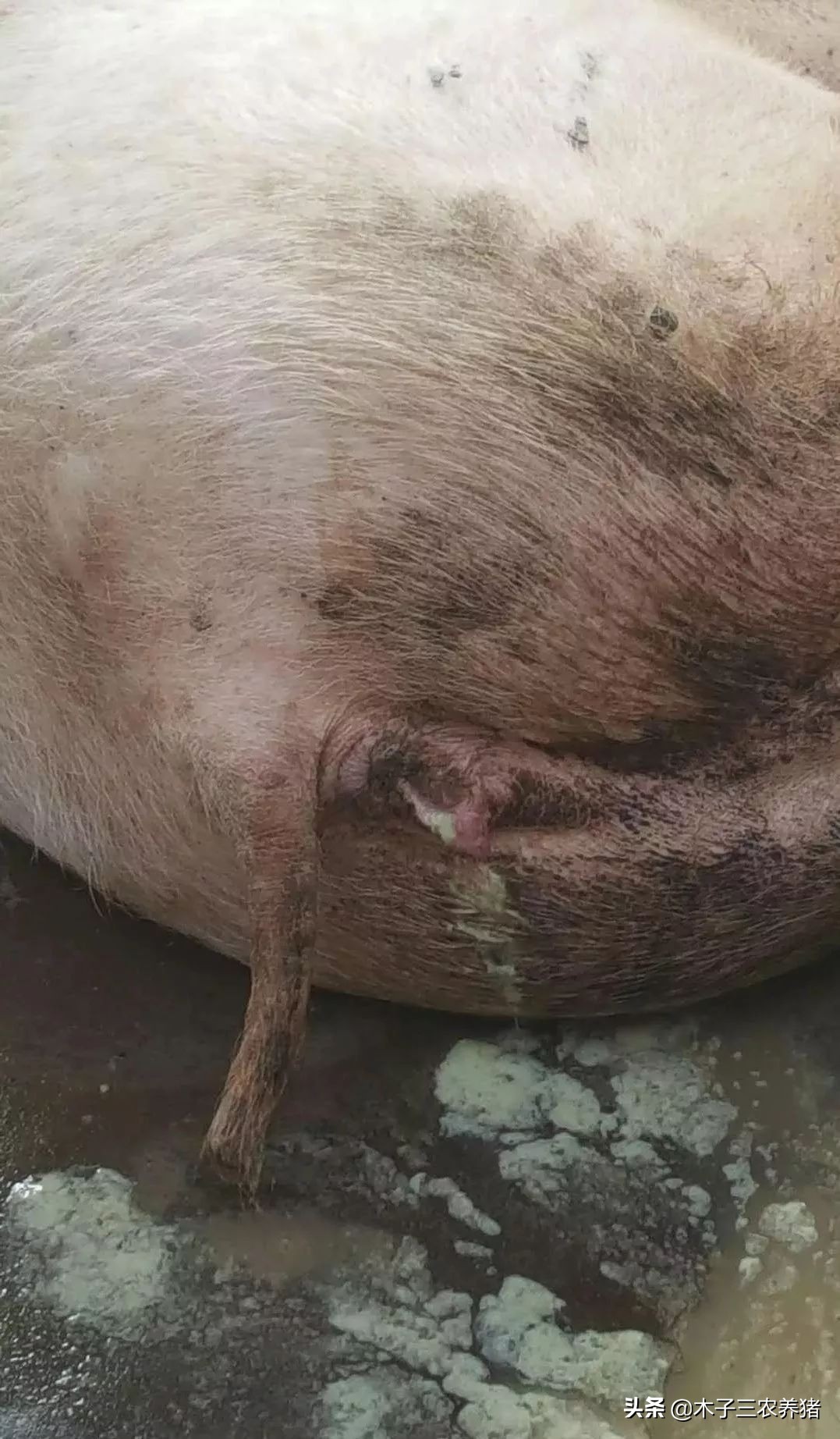 母猪子宫炎屡配不孕怎么治,母猪屡配不孕的原因