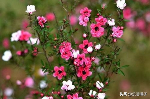 松叶红梅的养殖方法,松红梅花的养护方法