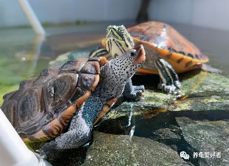 给龟换了水龟怎么老想往外爬,刚给龟换完水能喂食吗