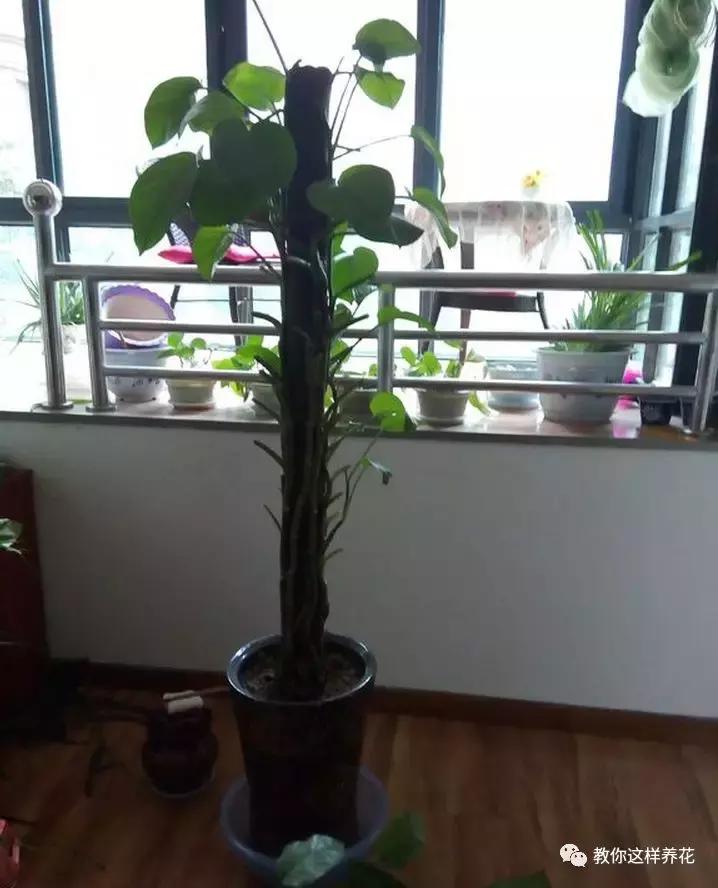 绿萝叶子冻伤掉完了就剩藤条了,绿萝叶子冻伤能修剪重新发芽吗