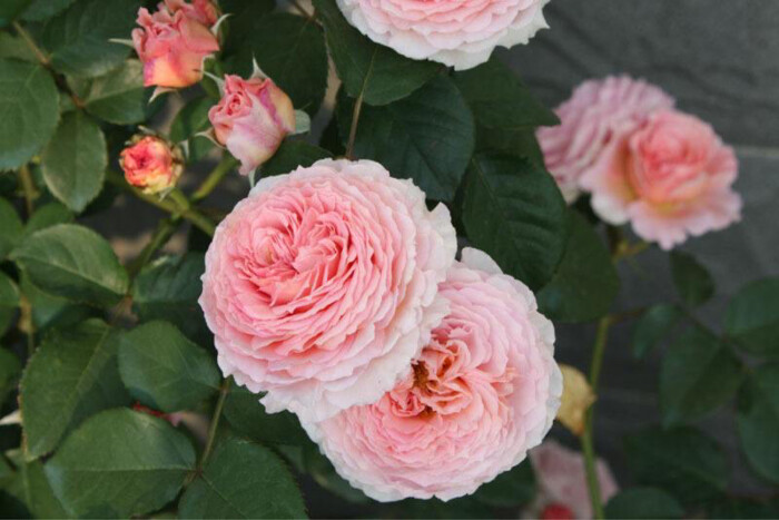 无刺四季开花藤本月季品种有哪些,耐热又耐寒的藤本月季有哪些品种