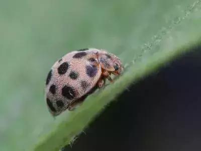 蔬菜苗期地下害虫防治,蔬菜害虫最佳防治方法