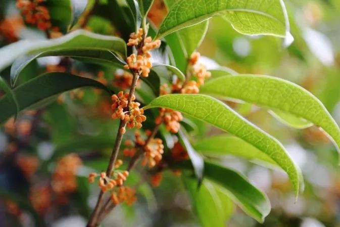 秋意渐浓桂花香气四溢,桂花已开秋意渐浓去哪儿赏桂