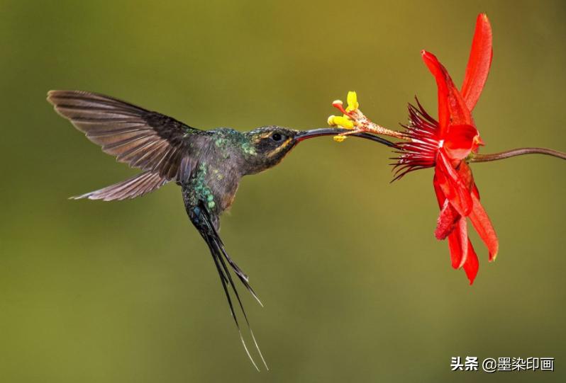 观鸟拍鸟最佳效果图,如何拍鸟这些鸟类摄影技巧要学会