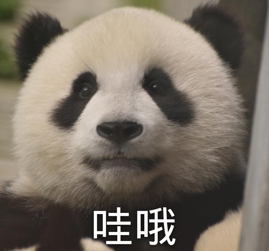 外国人为什么这么喜欢大熊猫呢,外国人究竟有多爱大熊猫