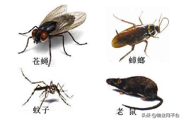 小区除四害一般多少钱,除四害一般都有哪些方法呢