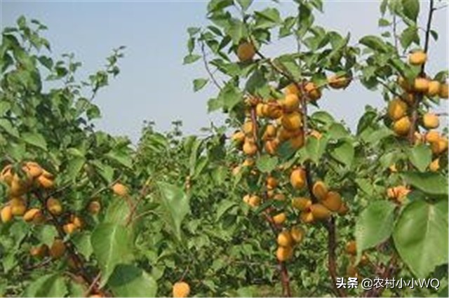 栽培仁用杏前景如何,山杏种植技术大全