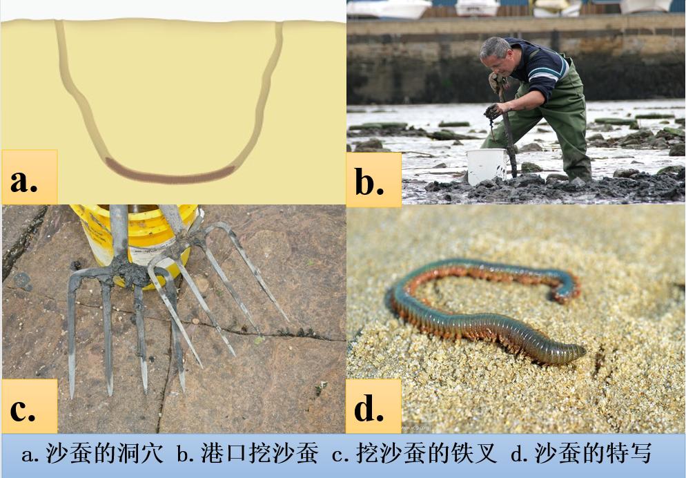 沙蚕活饵可以钓淡水鱼,天然钓饵活沙蚕