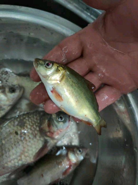 钓鱼高手钓大型鱼类,十年鱼