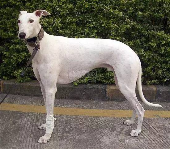 灵缇犬纯种有什么特征,灵缇高级猎犬需要会什么技能