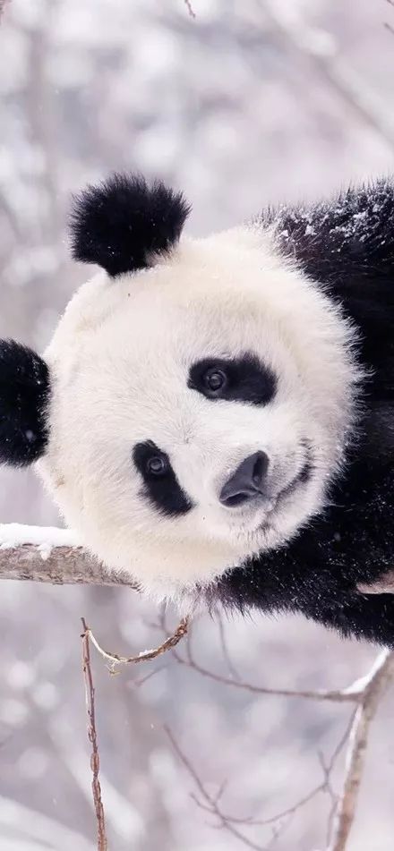 为什么全世界都喜欢大熊猫,世界各地的人们都喜爱大熊猫英语