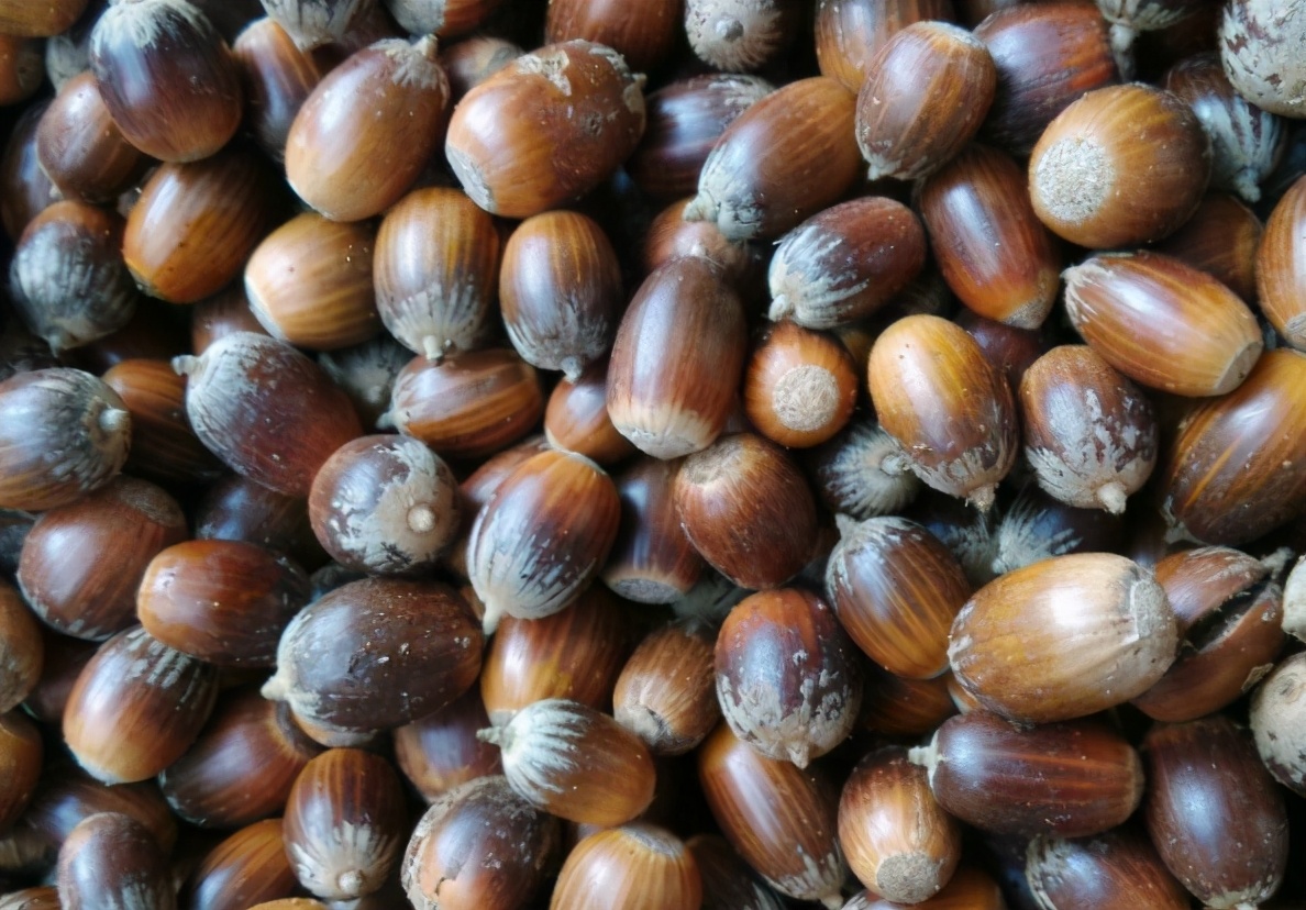 青冈树俗称,青冈子俗称