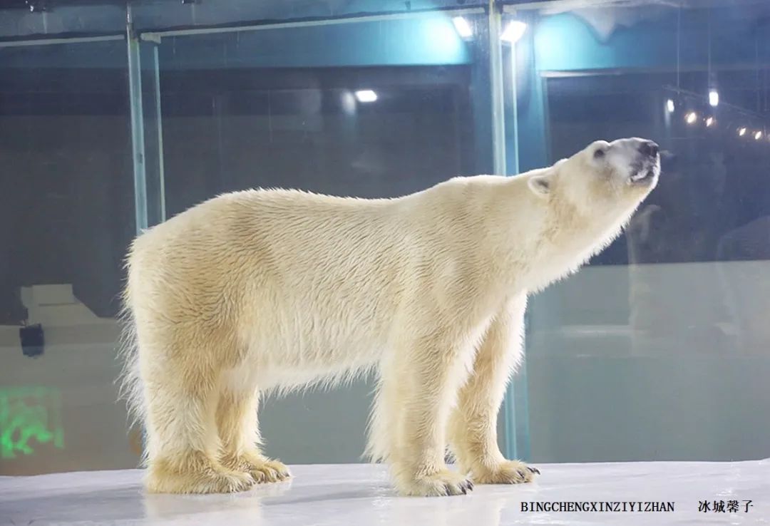 走进哈尔滨完整视频,走进哈尔滨海洋馆