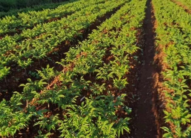 魔芋种植的主要技术,魔芋种植技术怎么样