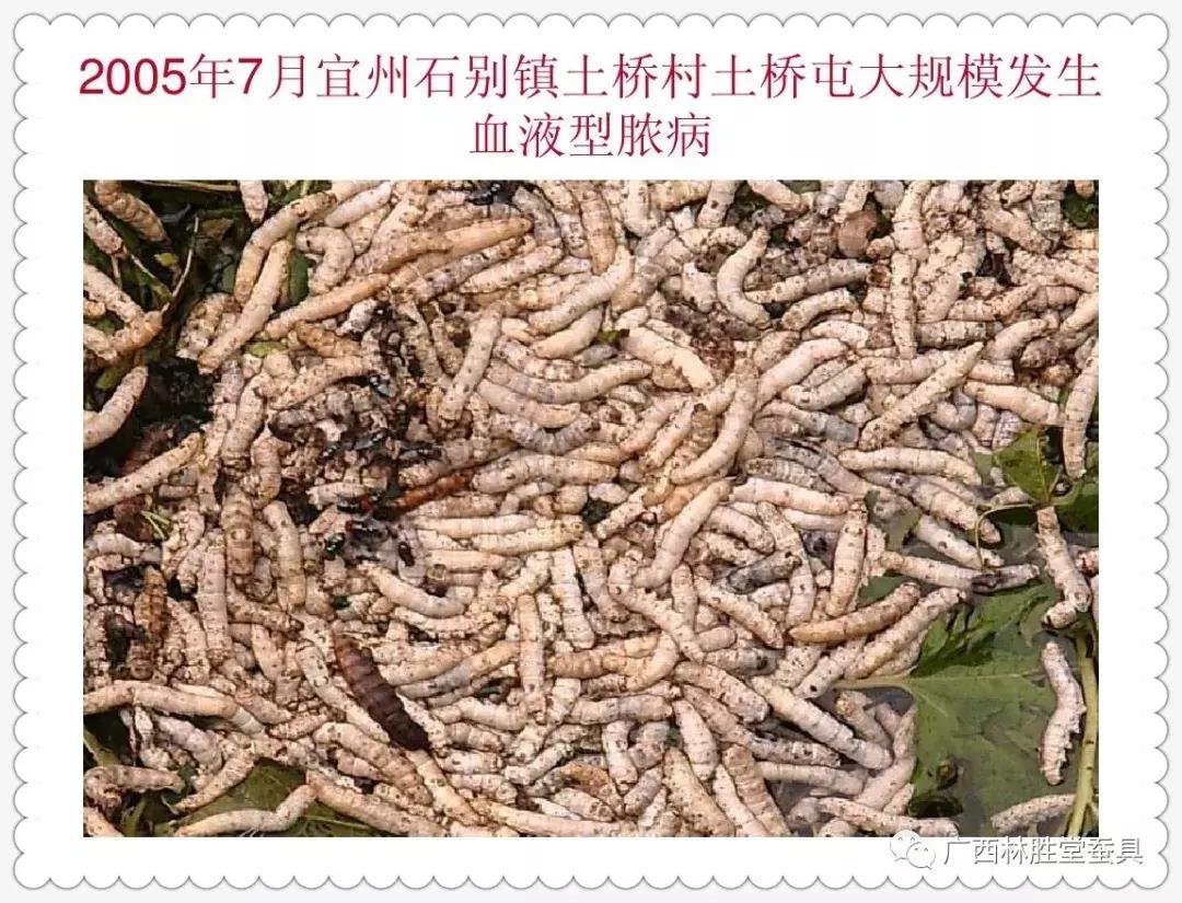 蚕脓病毒怎么彻底消灭,怎样防治脓蚕