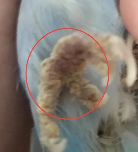 鹦鹉得癣了怎么办？