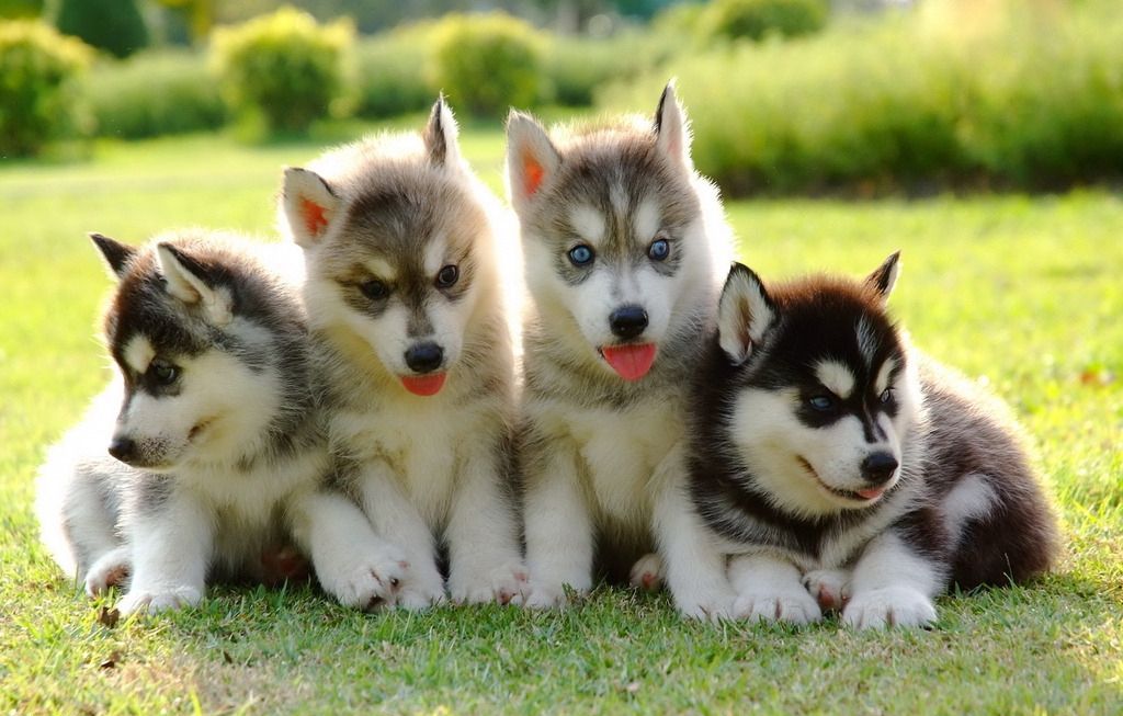 狗狗中暑的表现有哪些症状,狗狗中暑的症状与自救