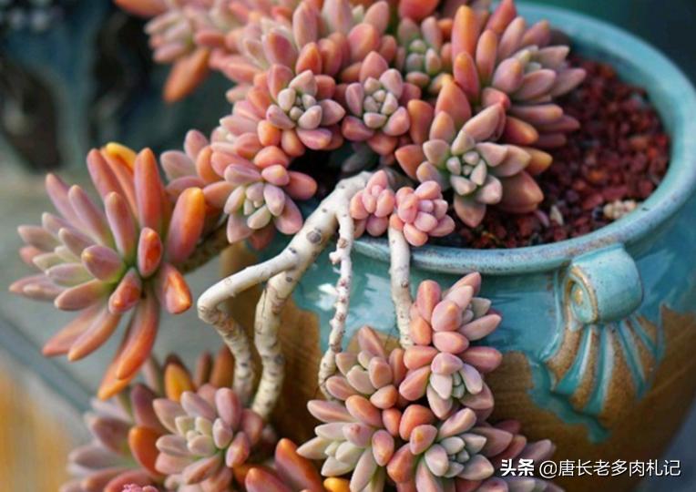 多肉秋丽和雪莲的区别,多肉黄丽和白牡丹区别