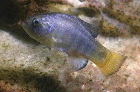 独存5万年仅剩38尾,号称沙漠独行者,魔鱂鱼的保护有多严格?