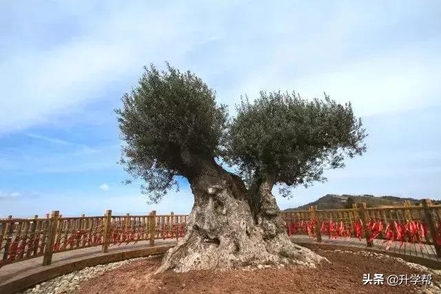 成都看花玩水,成都春游看花
