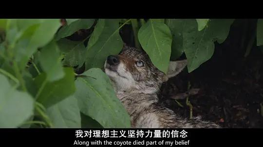 不用农药,让超1000种动植物生态平衡,这次美国人真的做到了