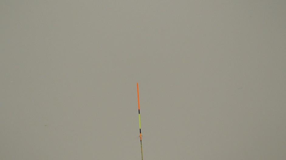 野钓鲮鱼调漂最佳方法,钓鲮鱼台钓调漂的正确方法