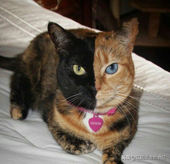 盘点那些萌猫,最萌猫十大排名