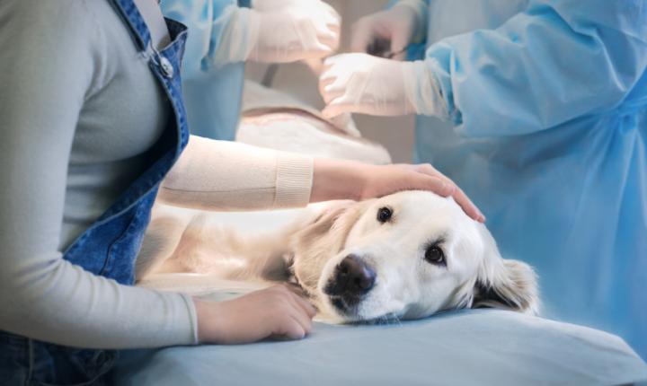 狗狗眼有黄脓状眼屎怎么治疗,狗狗眼有黄脓状眼屎流鼻涕打喷嚏