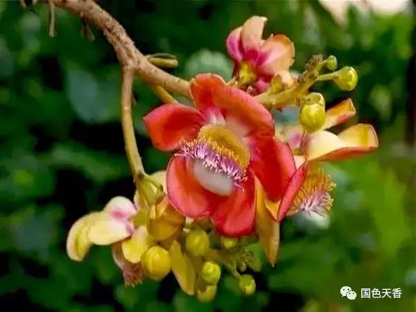 菩提花开观自在,菩提花开见性成佛