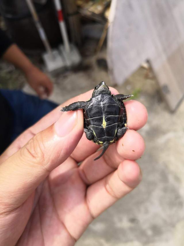 中华草龟新手养大龟还是龟苗好,国龟养殖方法