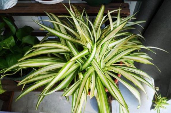 金边吊兰开花后长出藤茎怎么处理,吊兰养护方法和注意事项