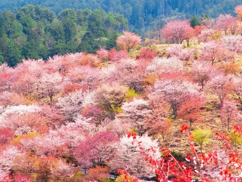 盘点那些年我看过的日本美景,日本美景8k超高清