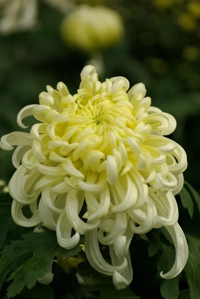 想弄清菊花的看过来，这里有你想要的答案