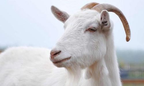 米皇羊绒衣服怎么样,米皇羊绒2017新款