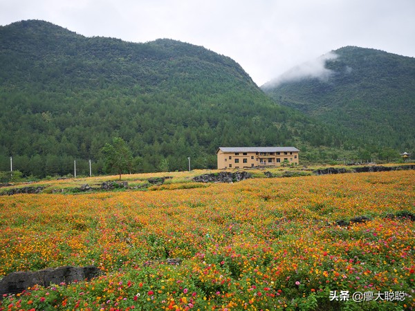 重庆这片花海你还没有来打开，那你就输了