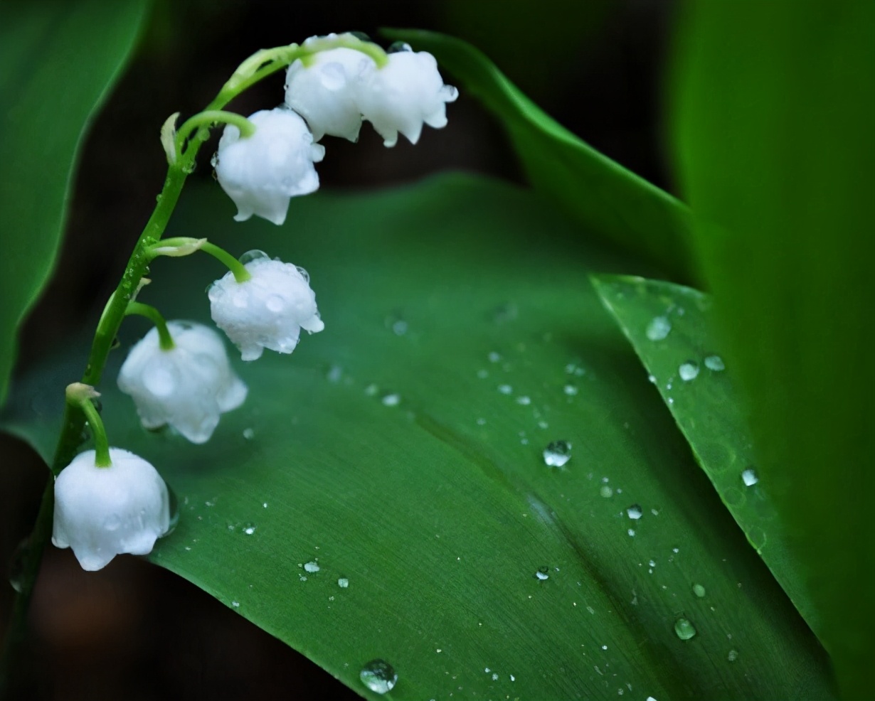 铃兰花怎么养才能更茂盛,铃兰花怎么养才好看