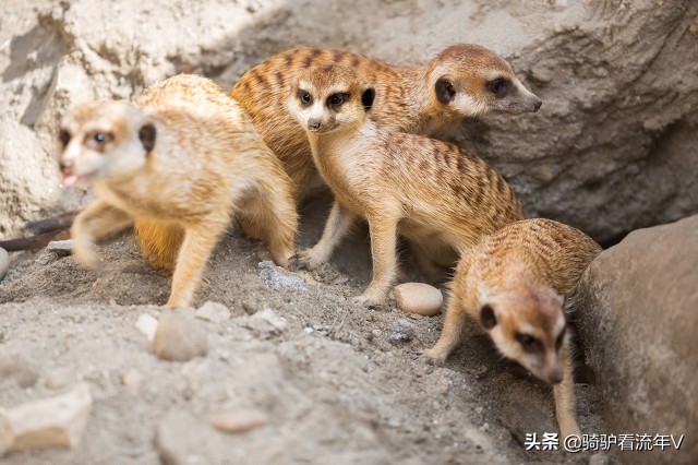 东北兴安岭民间故事,东北林区的民间故事