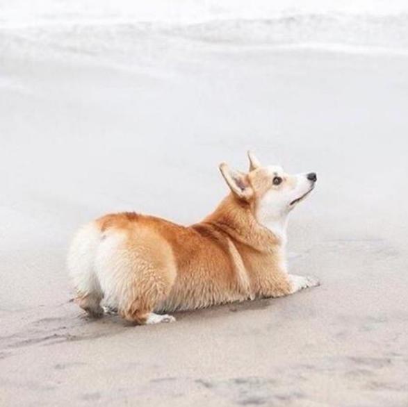 柯基拉稀怎么解决,柯基吃完就拉稀怎么办