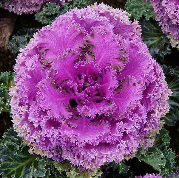 叶菜品类表,叶菜类一览表