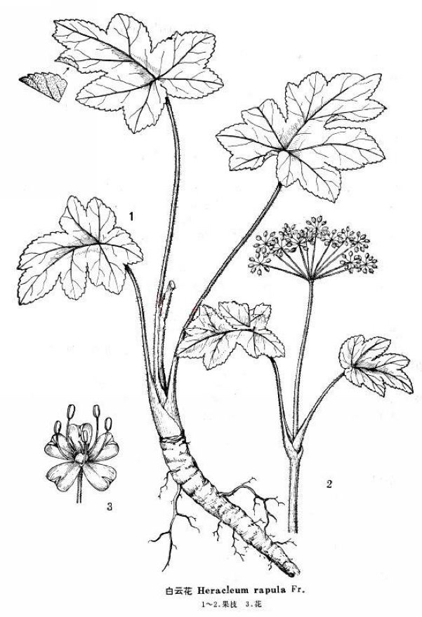 白云花根的功效作用,中草药白云花功效