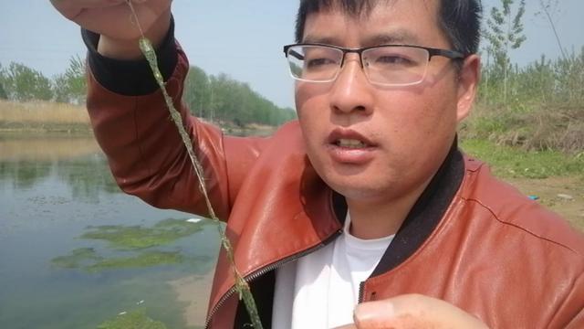 水底青苔厚怎么钓,水底有青苔如何调钓