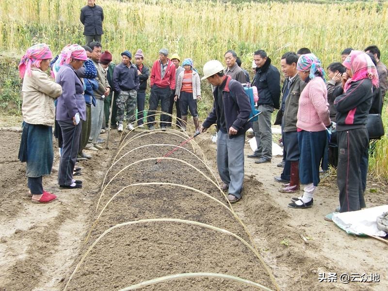 水稻旱育秧技术存在的问题及对策,水稻苗期壮苗管理技术视频