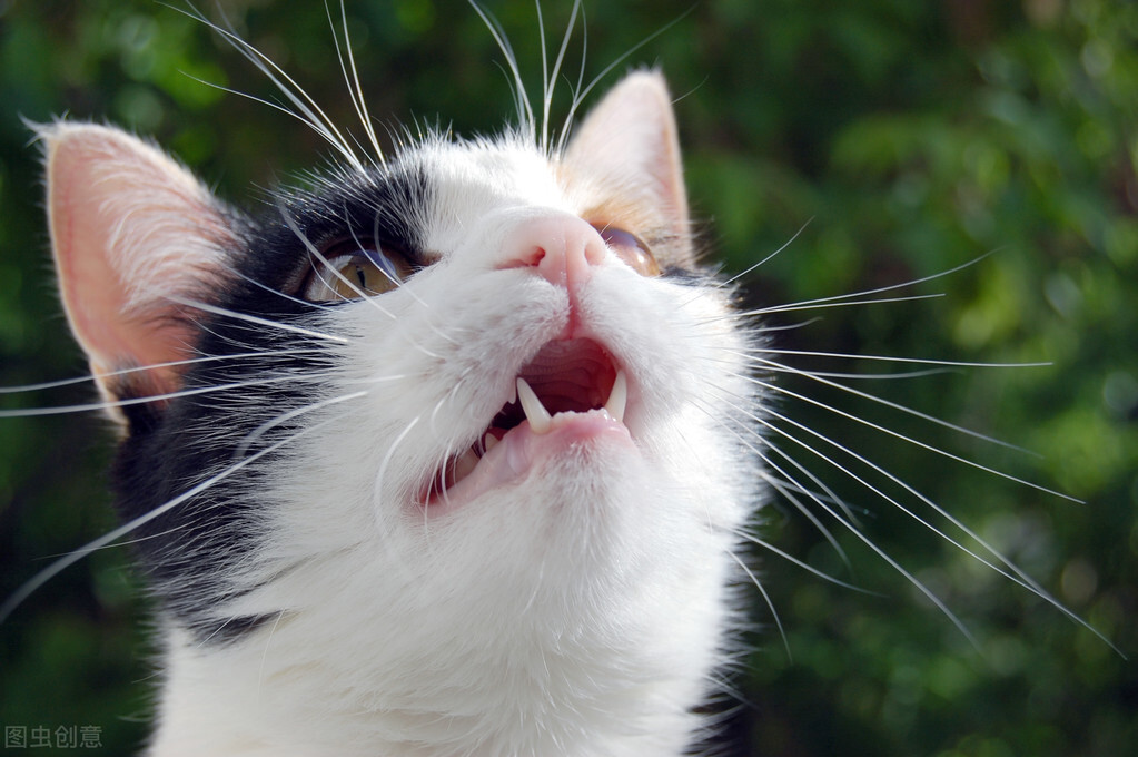 猫咪怎么判断是牙齿的问题,猫咪牙齿问题嘴巴臭