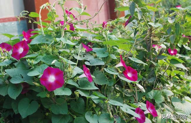 牵牛花种子能种出牵牛花吗,牵牛花种子怎么种